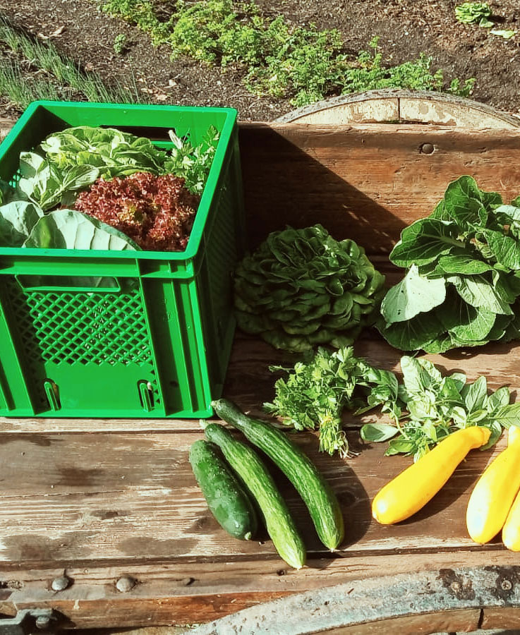 Die Biokiste der Humuswerkstatt einmal gepackt und daneben einmal ausgebreitet auf einem alten Holzkarren mit Salaten, Gurken, gelben Zucchini, Kräutern und Pak Choi